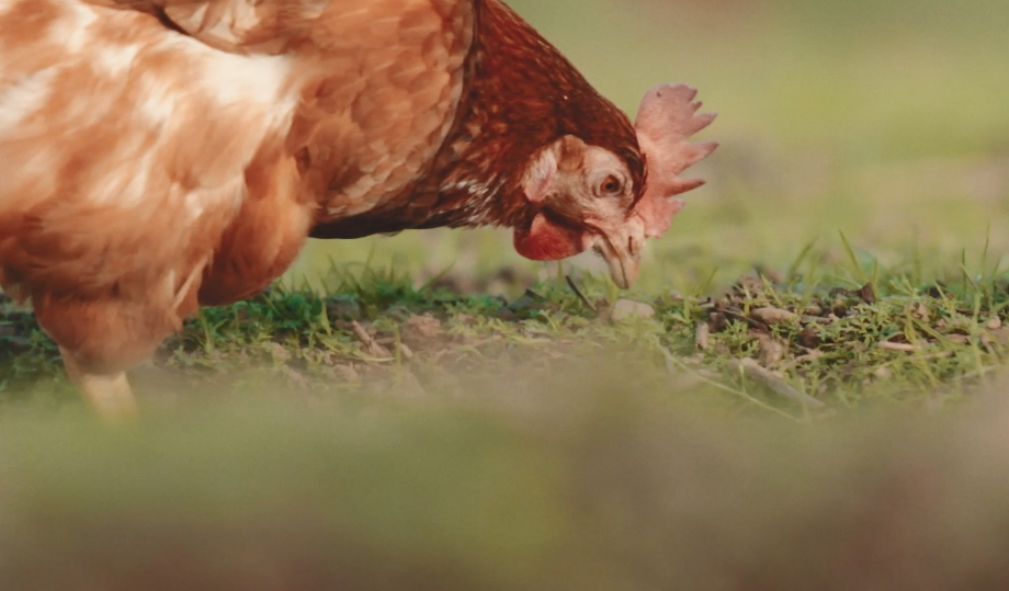 Image Fond Poules Pondeuses